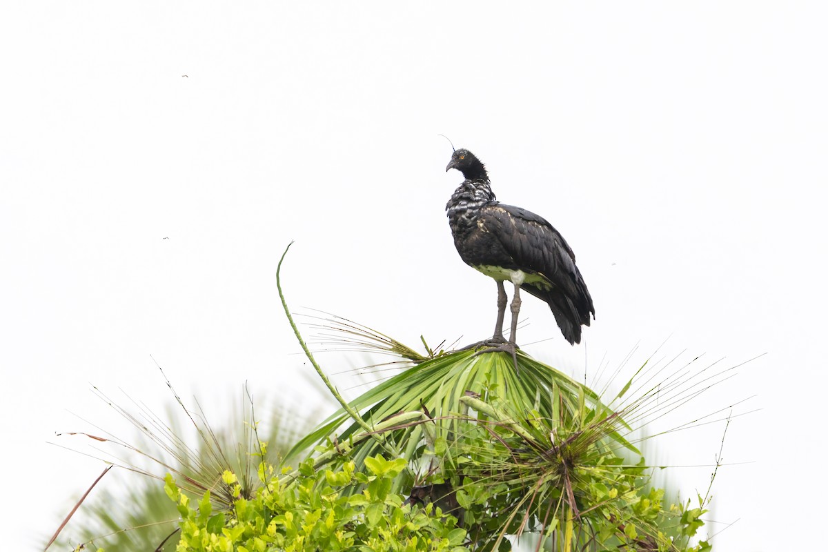 Horned Screamer - ML647784911