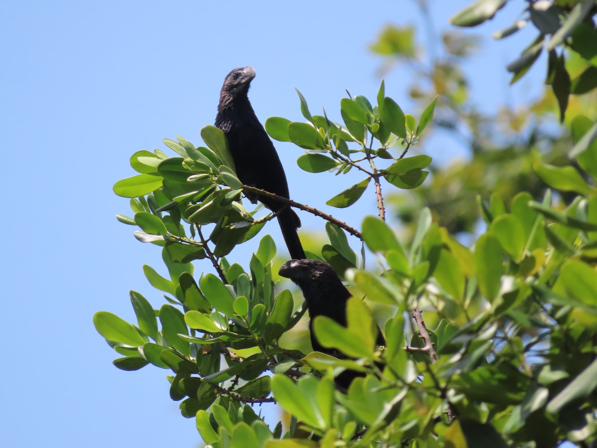 glattnebbani - ML647784921