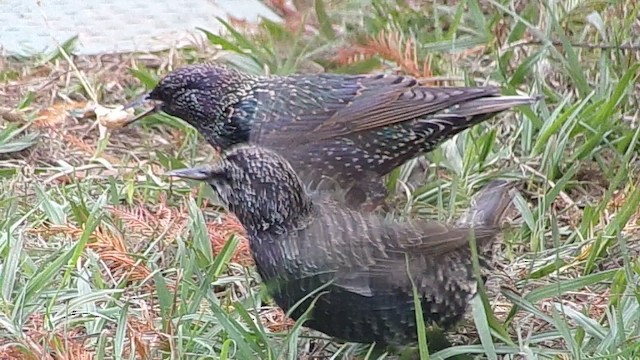 Шпак звичайний - ML647784922