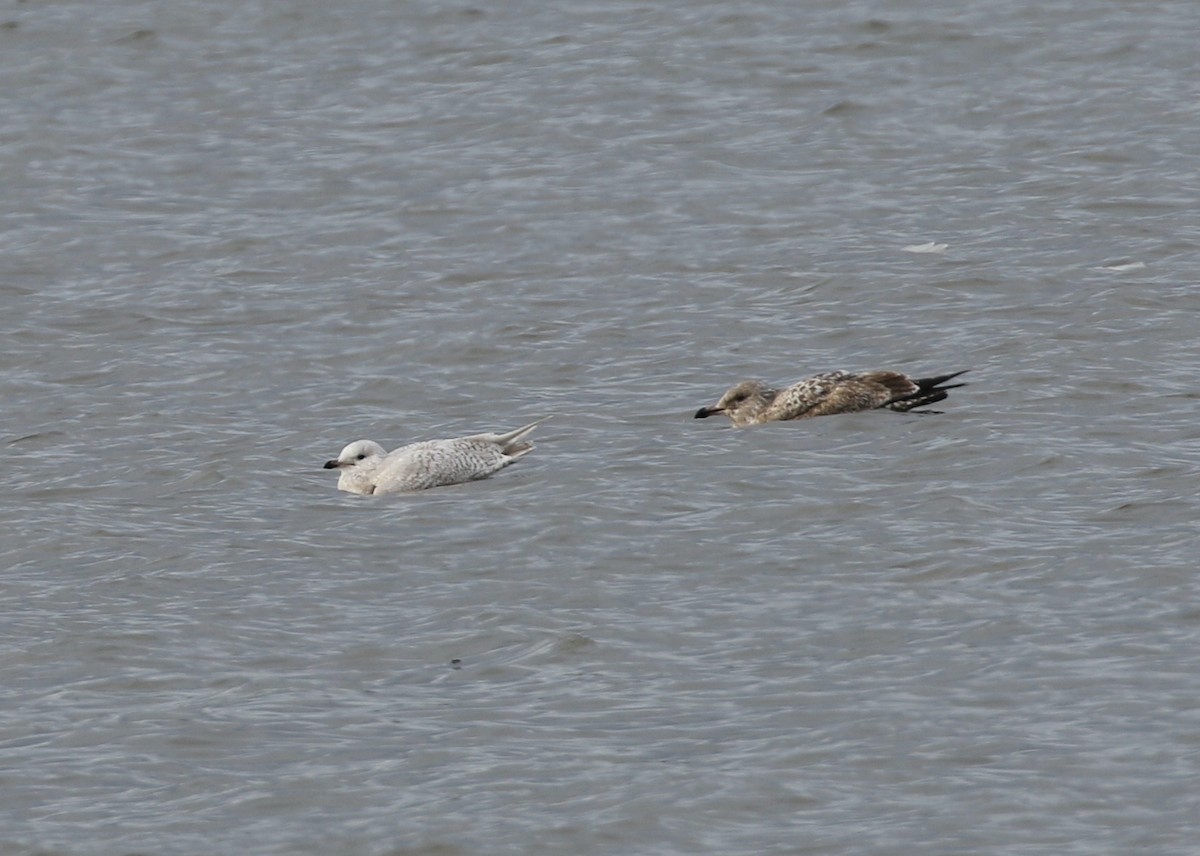 Iceland Gull - ML647784931