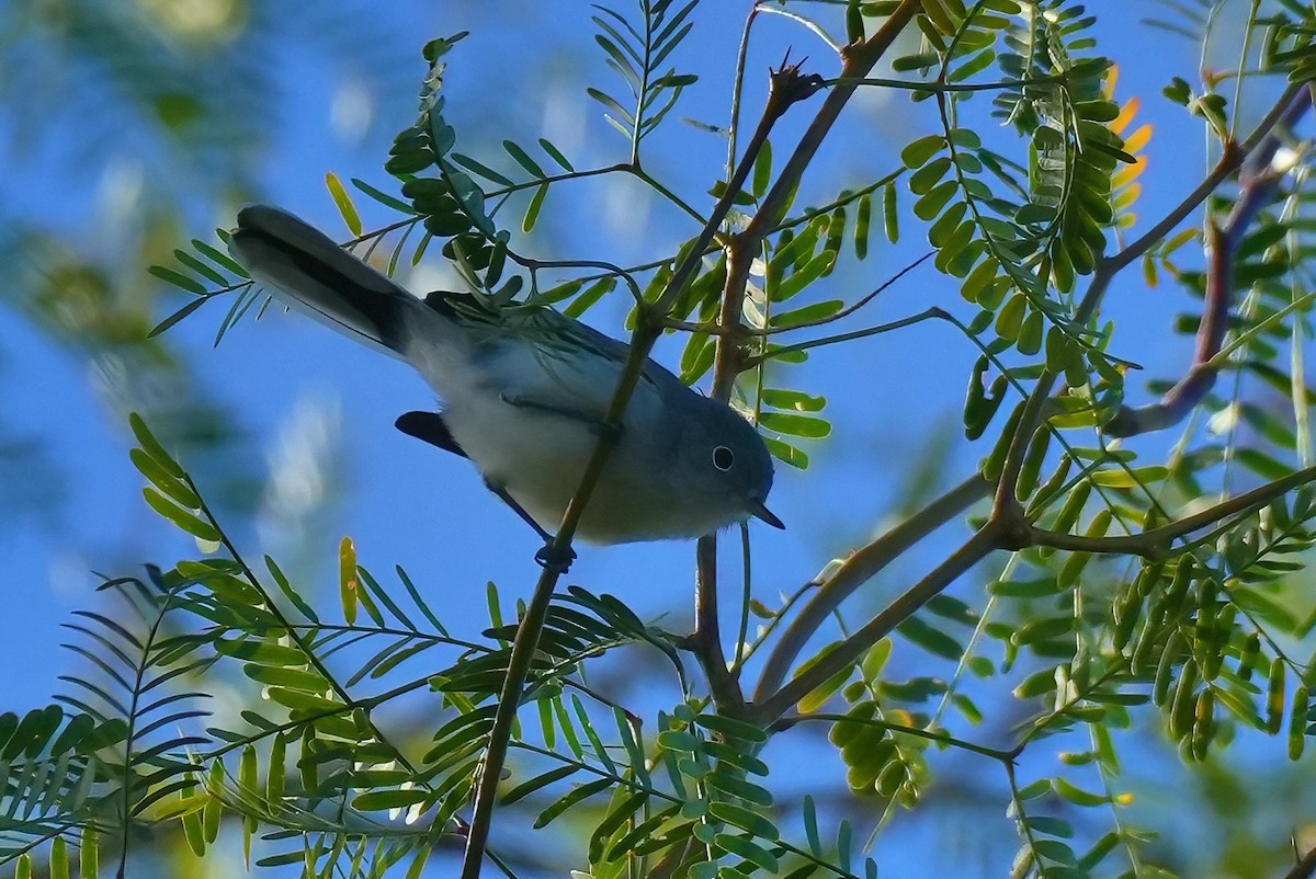 Blue-gray Gnatcatcher - ML647784932