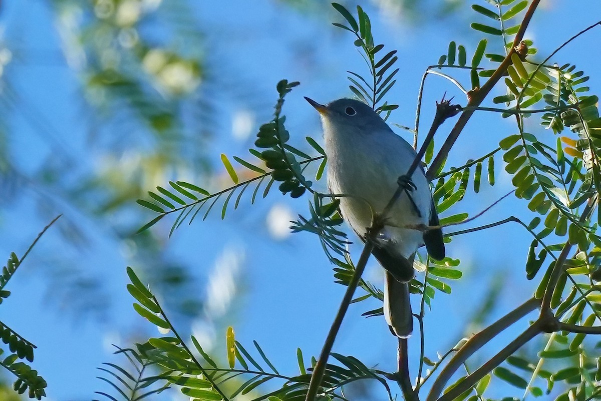 Blue-gray Gnatcatcher - ML647784933