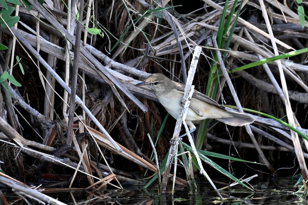 Clamorous Reed Warbler - ML647784934