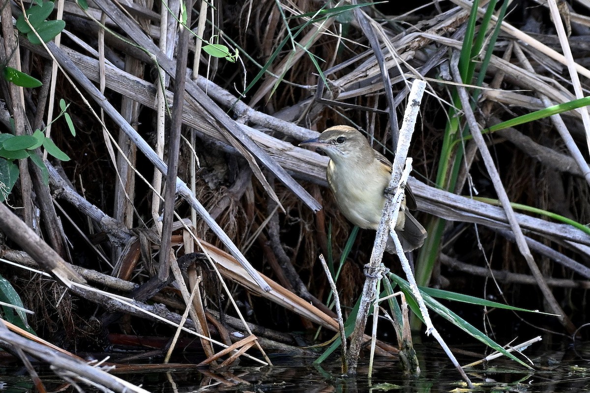 Clamorous Reed Warbler - ML647784935