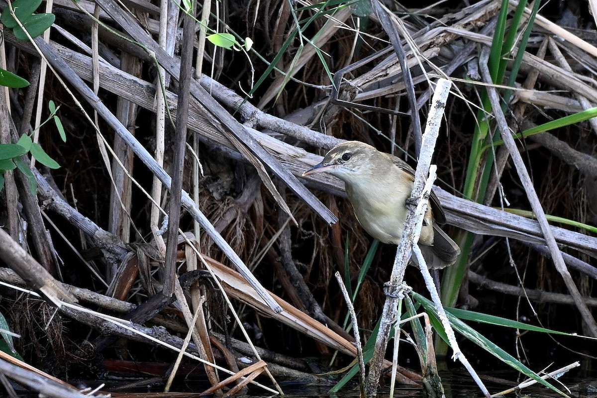 Clamorous Reed Warbler - ML647784936