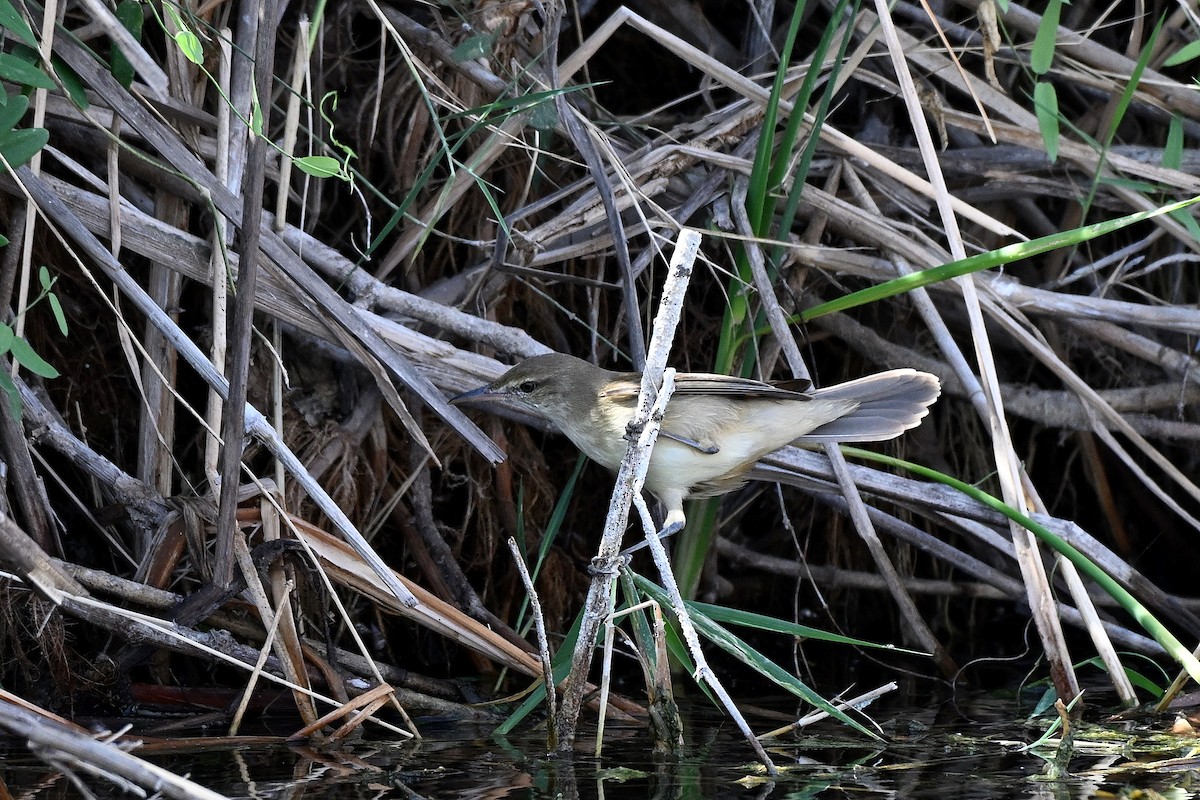 Clamorous Reed Warbler - ML647784937
