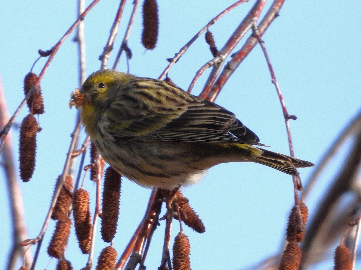 European Serin - ML647784952