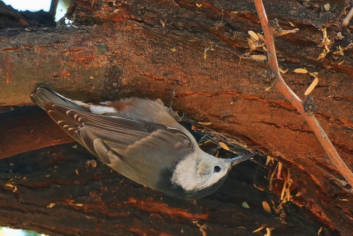 White-breasted Nuthatch - ML647784953