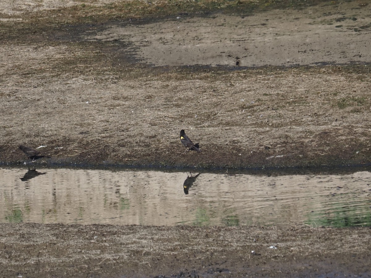 Yellow-winged Blackbird - ML647784966