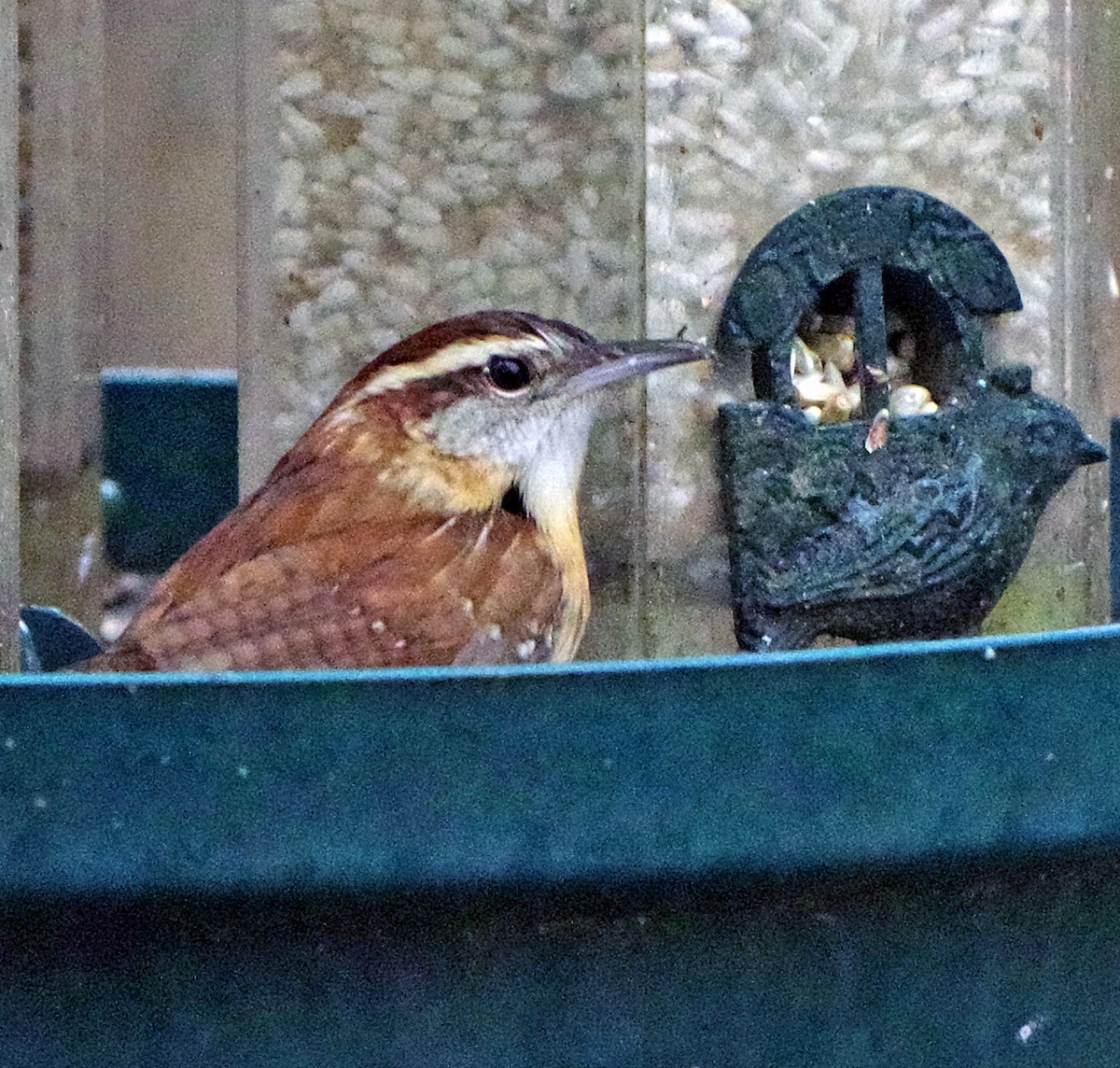 střízlík karolínský - ML647784971