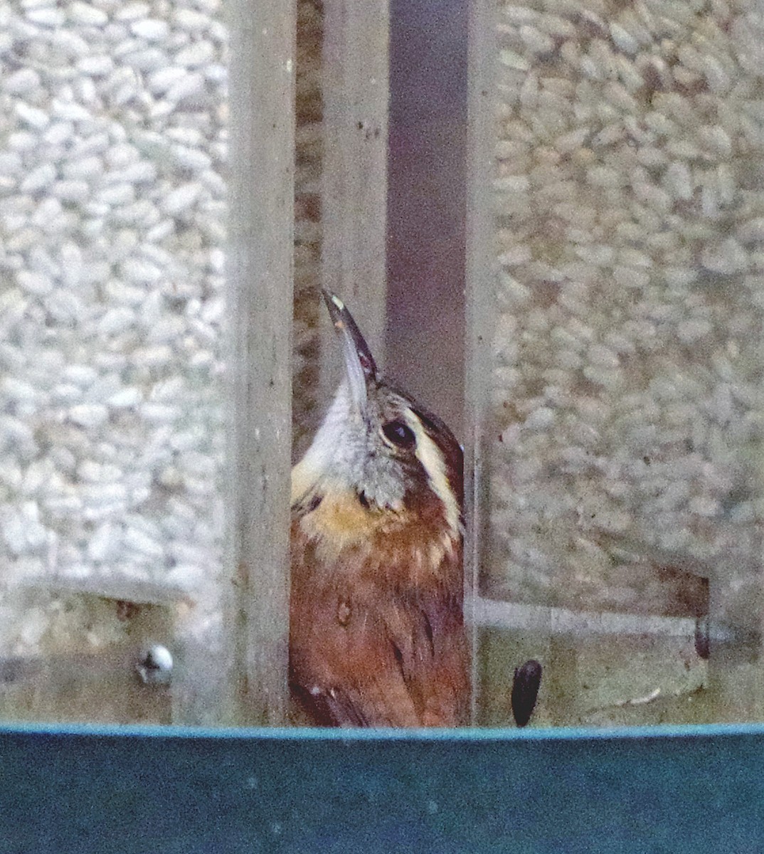 střízlík karolínský - ML647784972