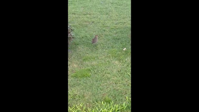 Сивка бурокрила - ML647784974