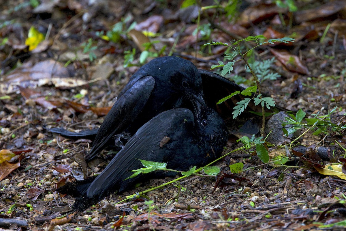 Hair-crested Drongo (Hair-crested) - ML647784988