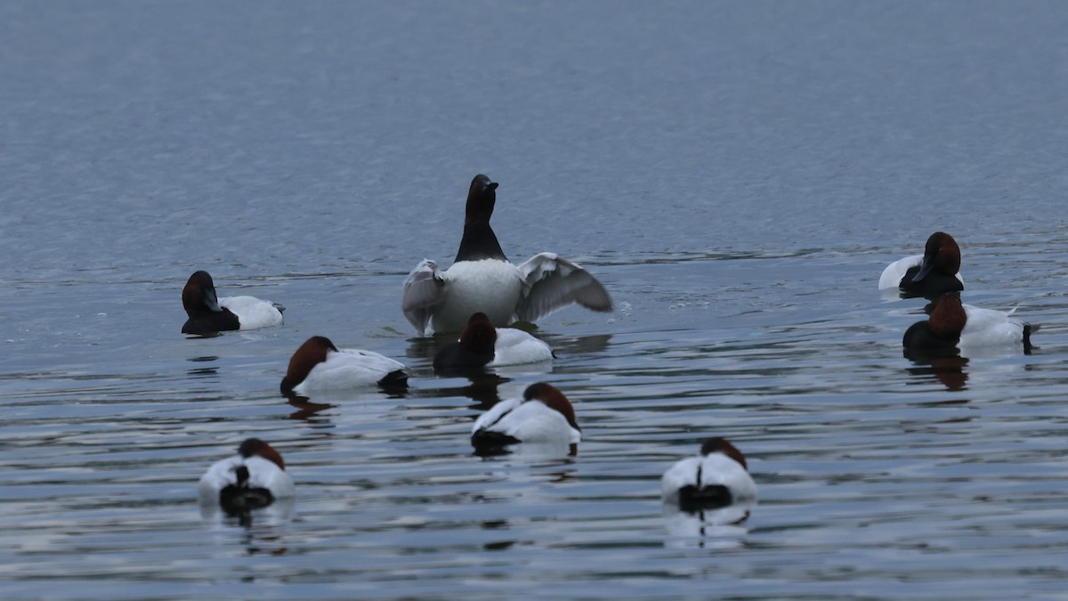 Murgilari bizkarzuria - ML647784992