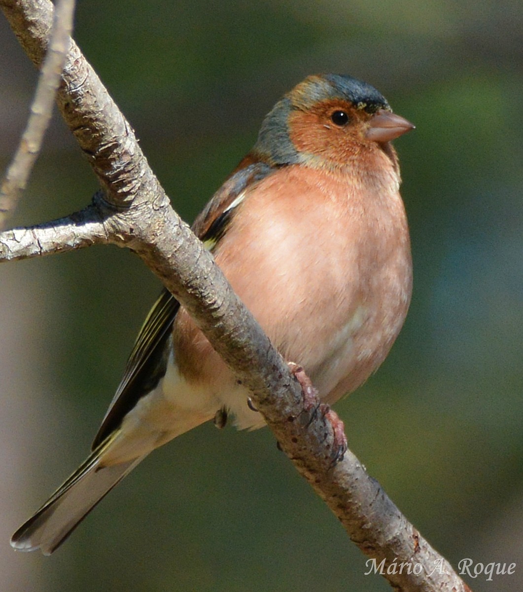 Common Chaffinch - ML647784996
