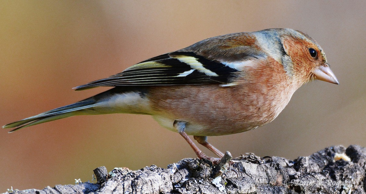 Common Chaffinch - ML647784998