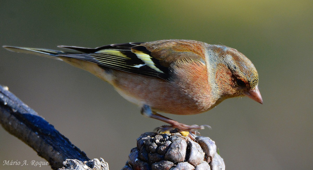 Common Chaffinch - ML647784999