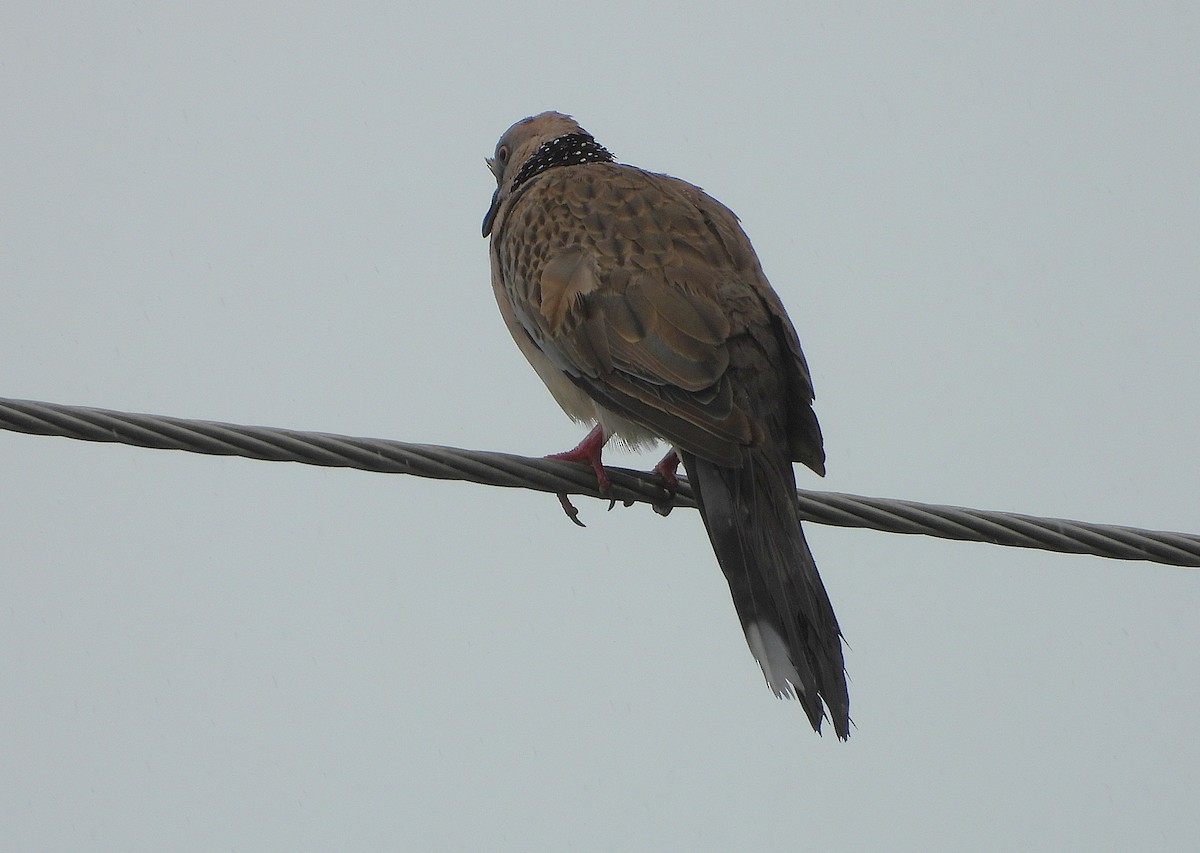 Spotted Dove - ML647785000