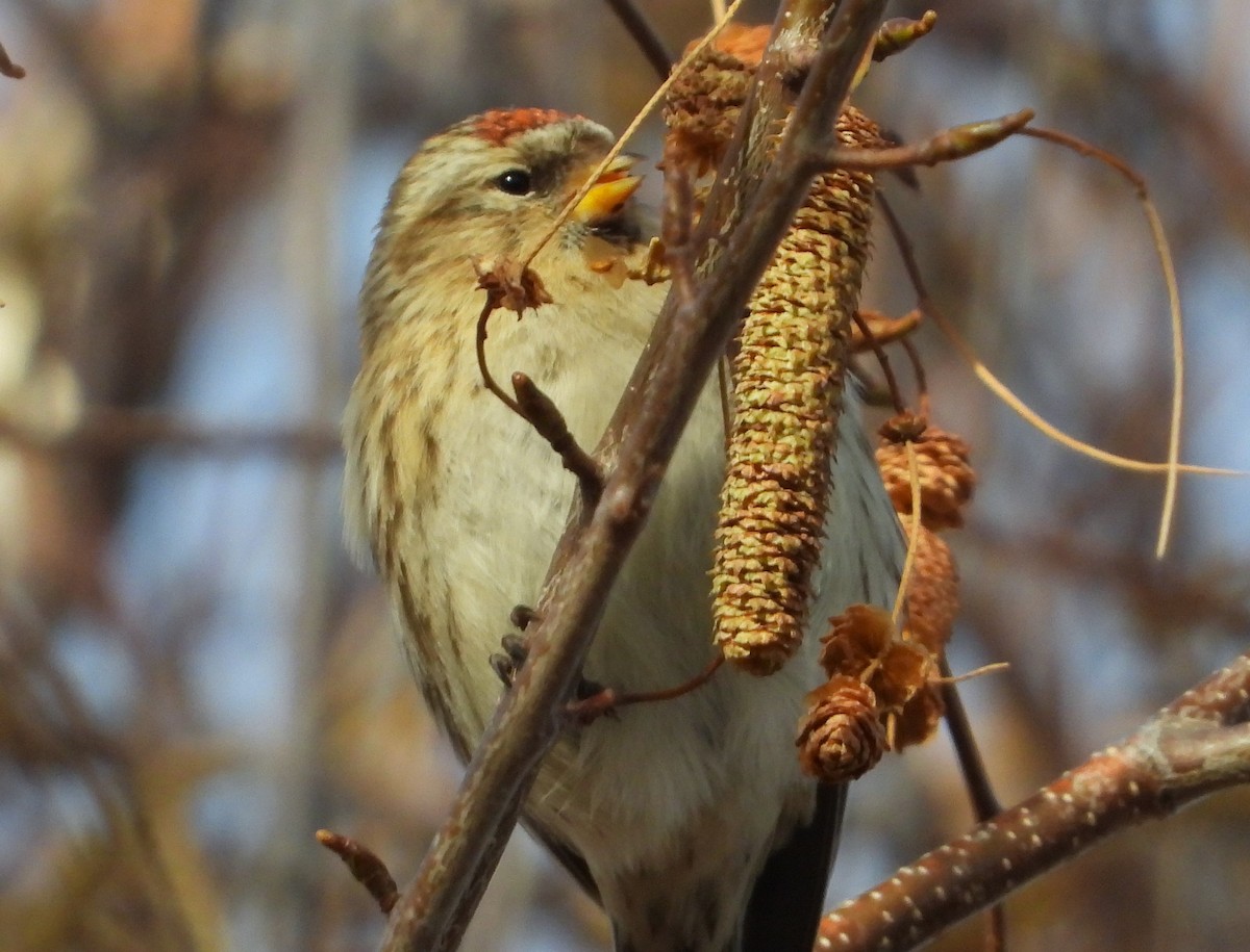 Redpoll (Lesser) - ML647785003