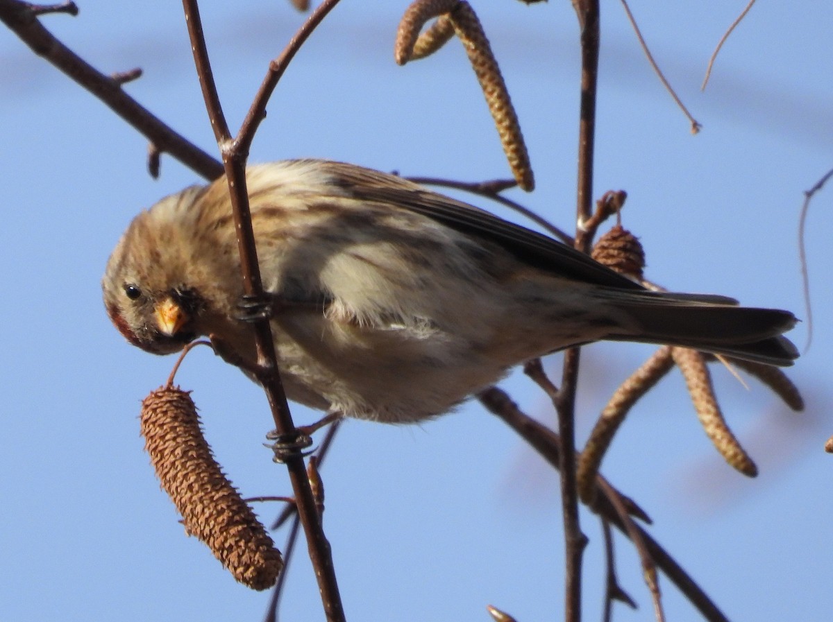 Redpoll (Lesser) - ML647785004