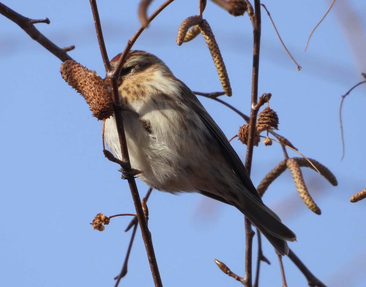 Redpoll (Lesser) - ML647785005