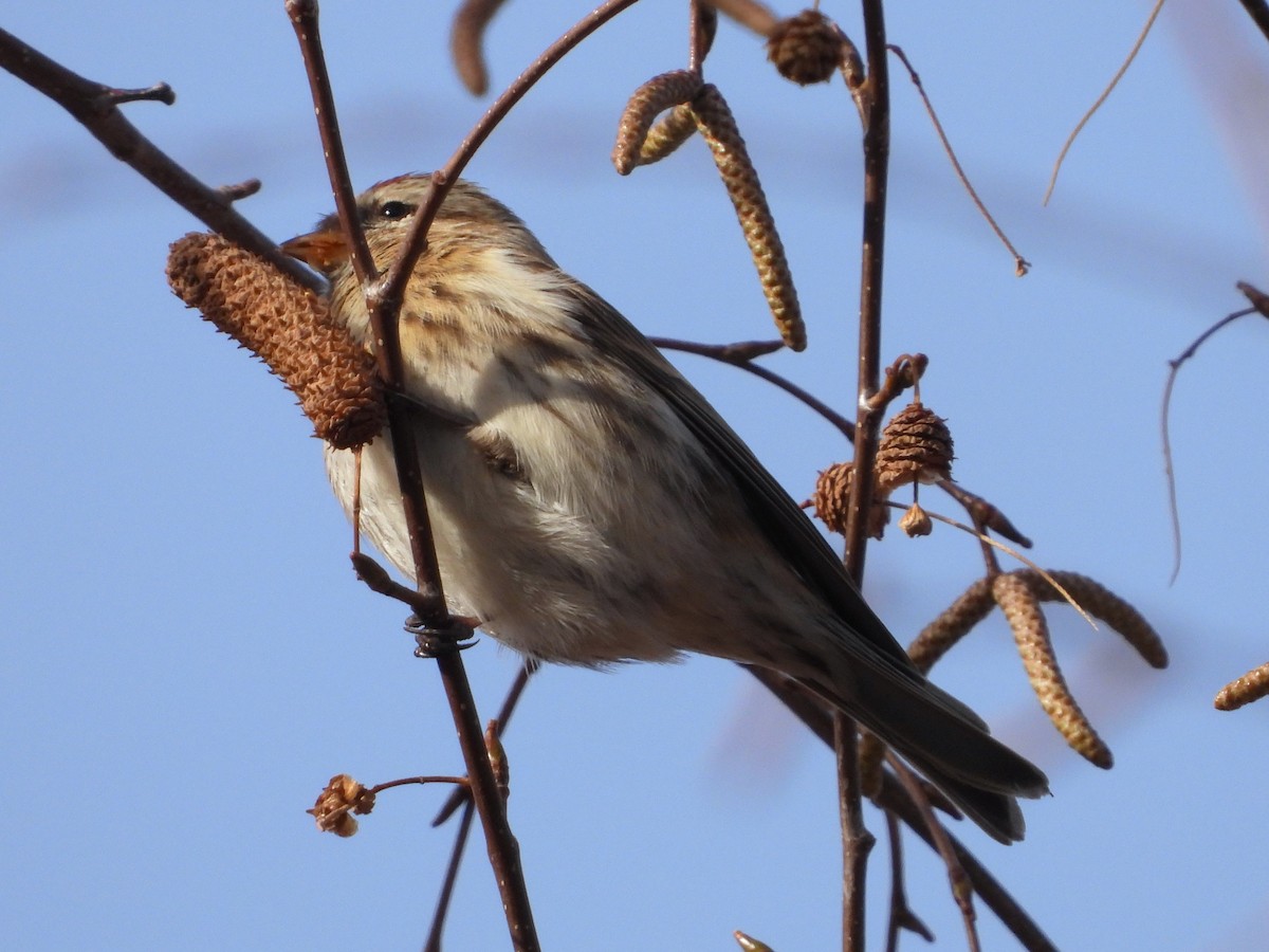 Redpoll (Lesser) - ML647785006
