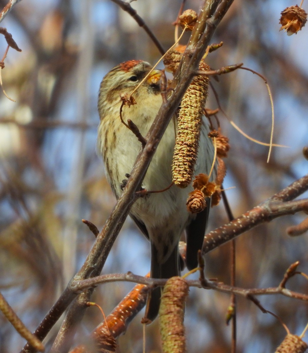Redpoll (Lesser) - ML647785007