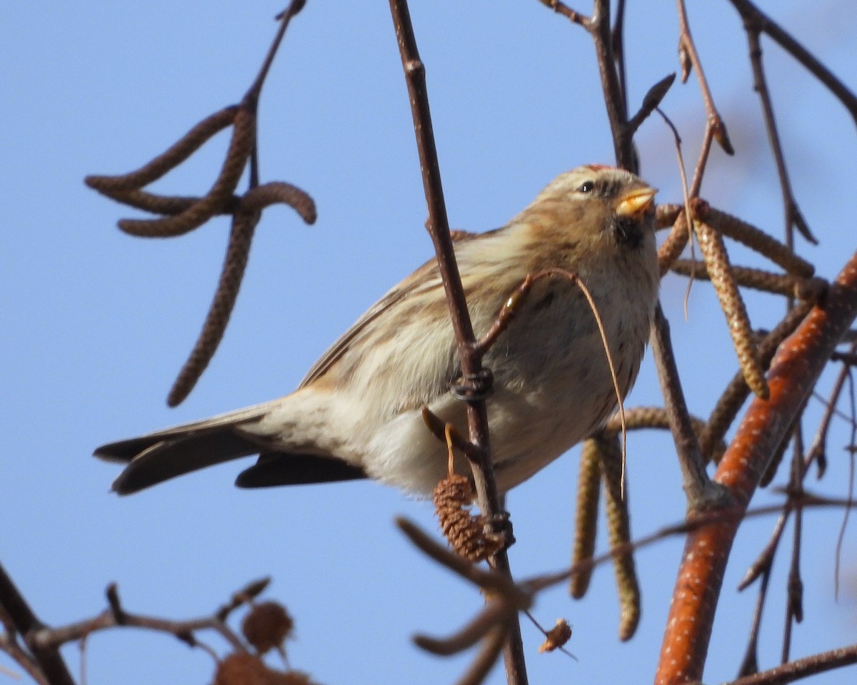 Redpoll (Lesser) - ML647785008