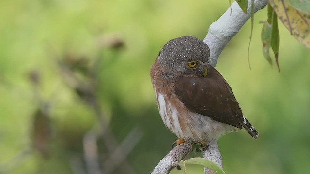 Сичик-горобець бразильський - ML647785009