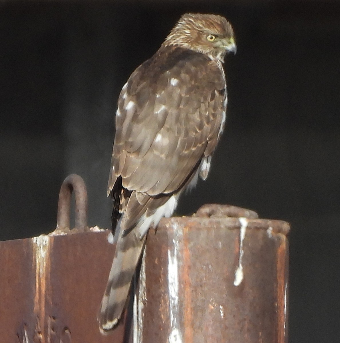Cooper's Hawk - ML647785010