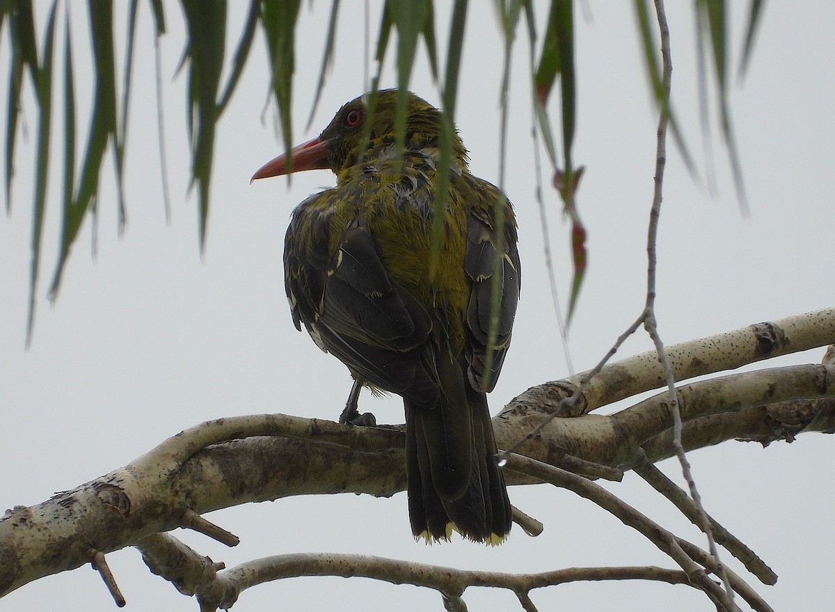 Green Oriole - ML647785011