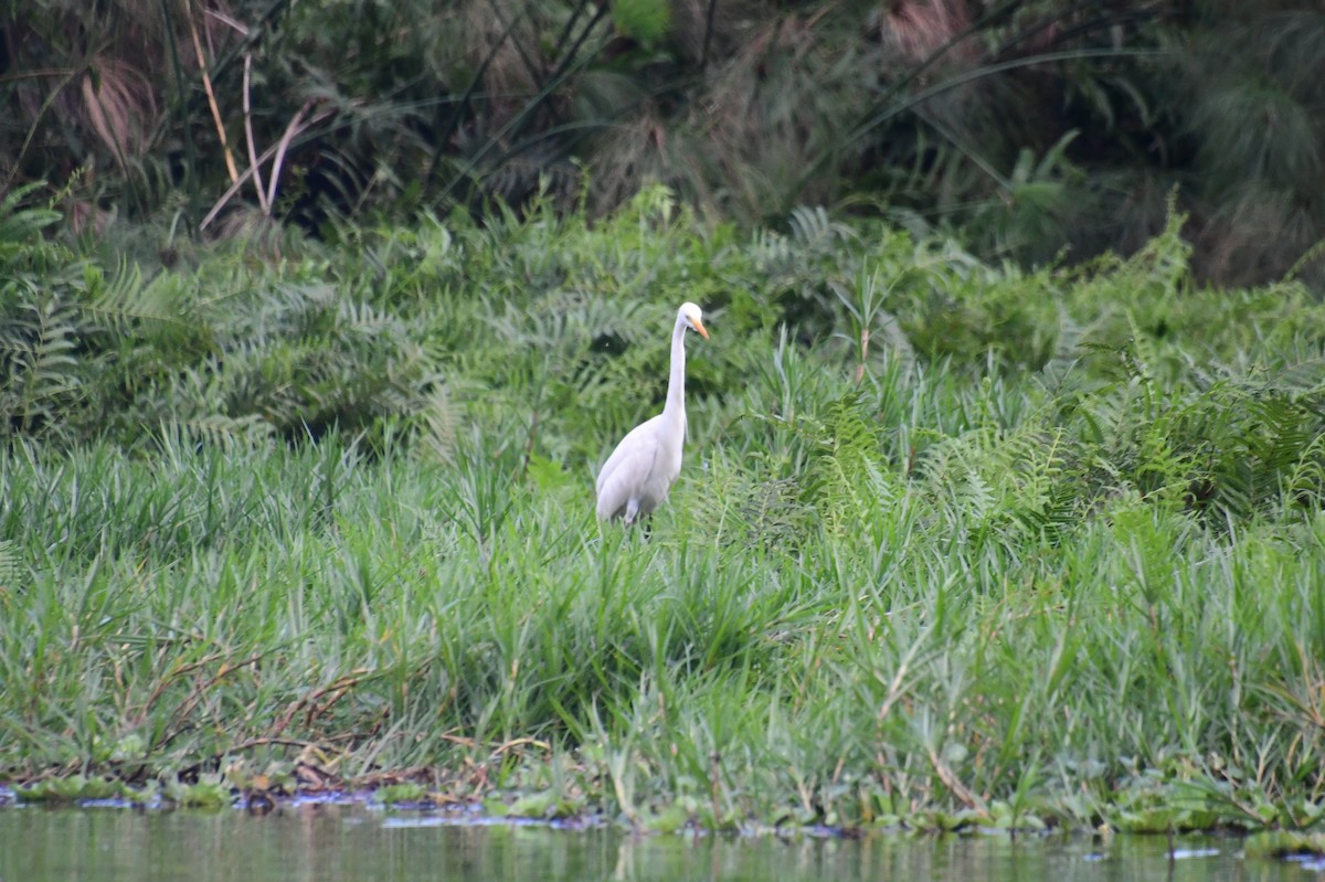 Yellow-billed Egret - ML647785013