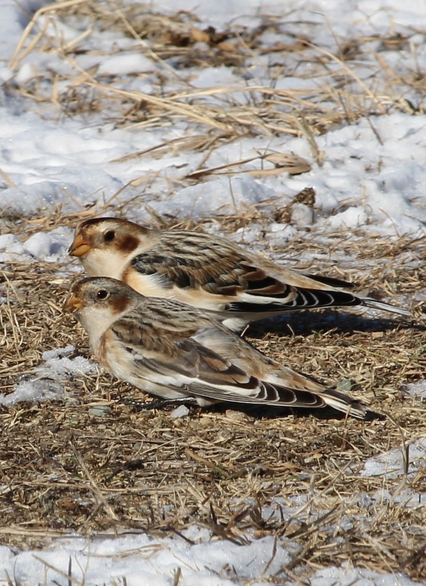 Snow Bunting - ML647785014