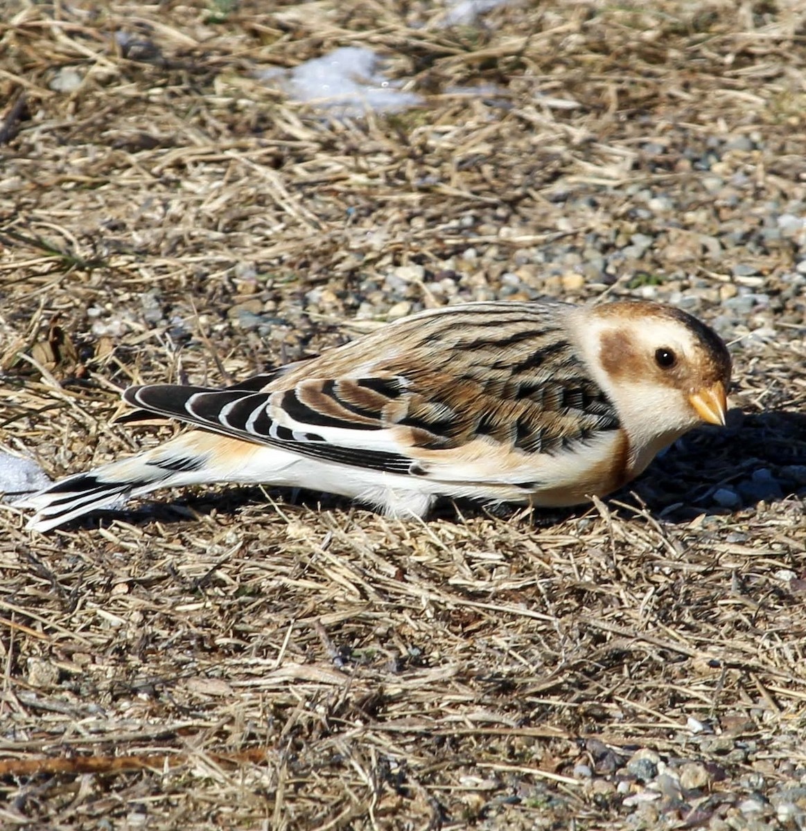 Snow Bunting - ML647785015