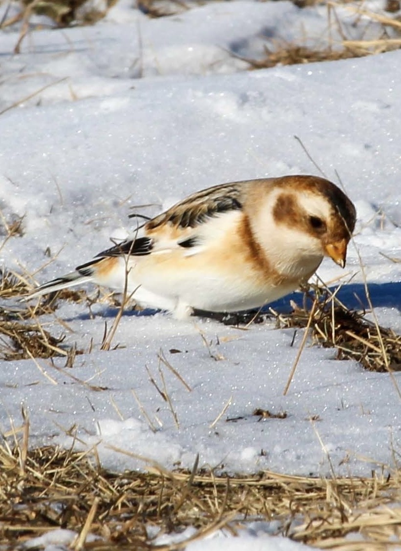 Snow Bunting - ML647785016
