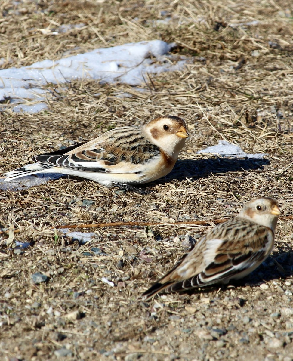 Snow Bunting - ML647785017