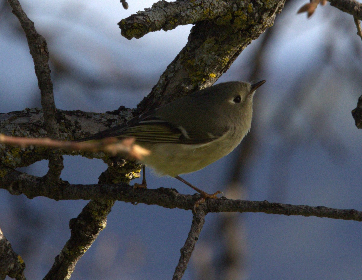 Ruby-crowned Kinglet - ML647785018