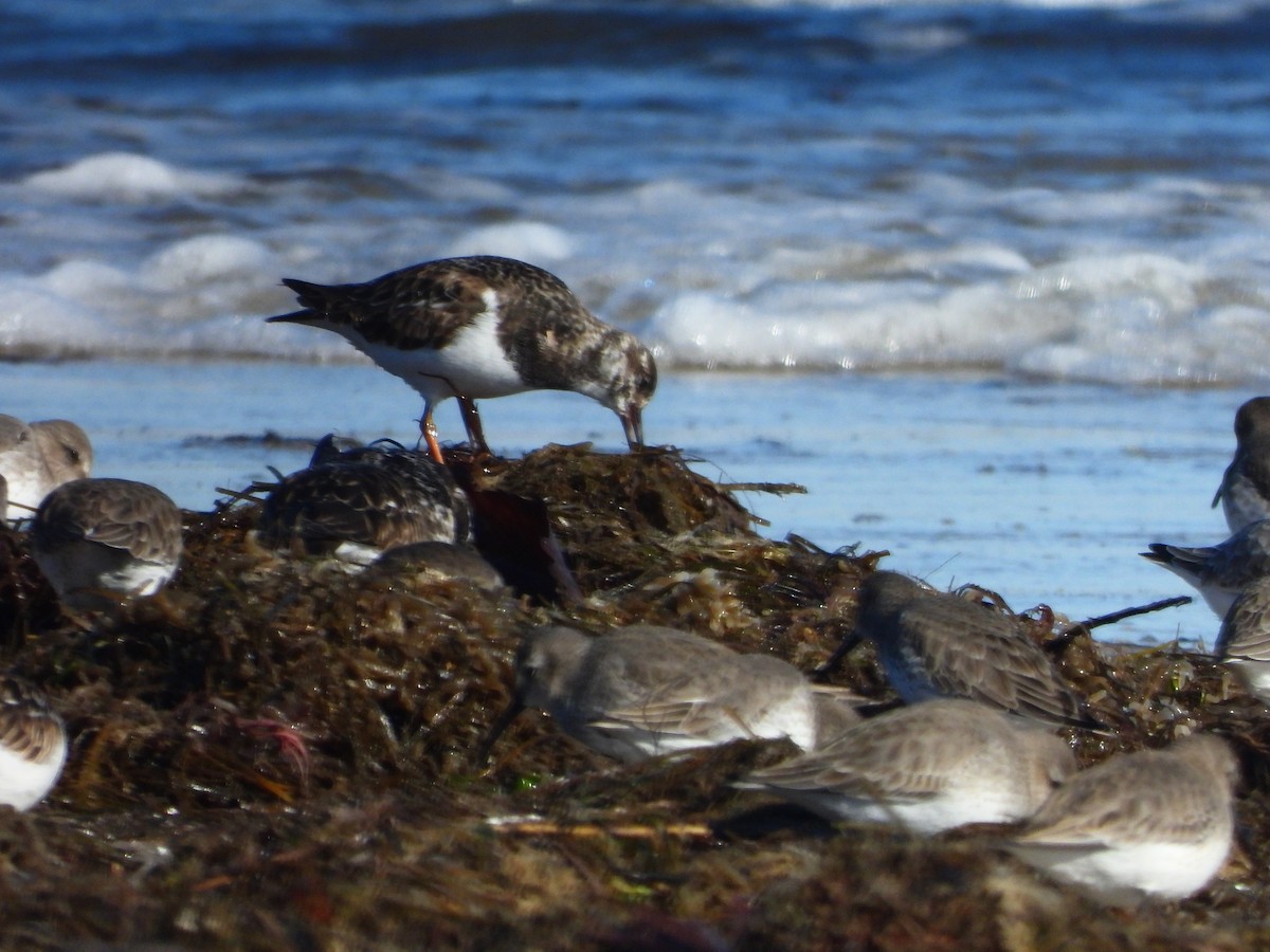 Ruddy Turnstone - ML647785020