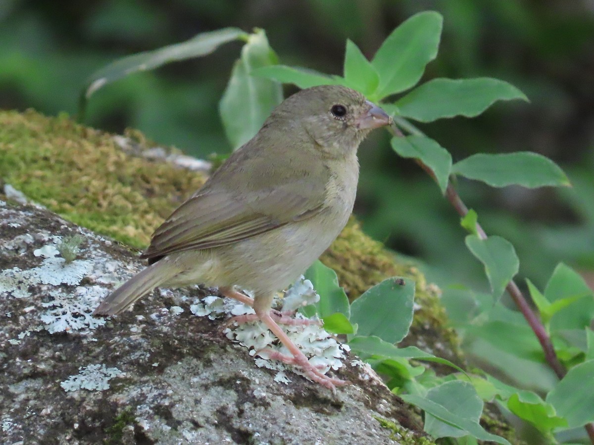 Black-faced Grassquit - ML647785021