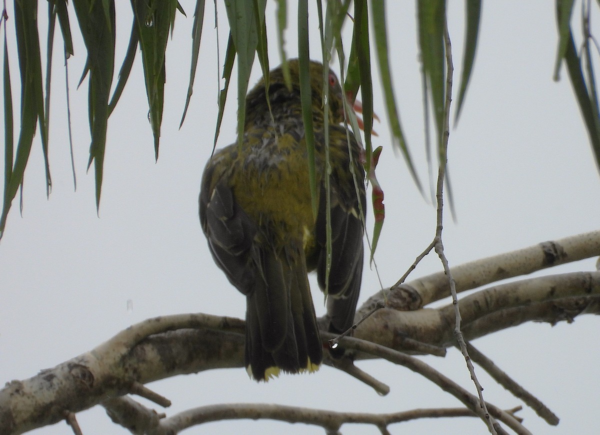 Green Oriole - ML647785022
