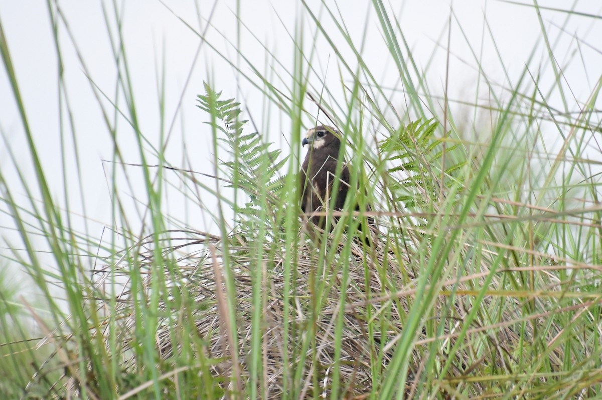 African Marsh Harrier - ML647785023
