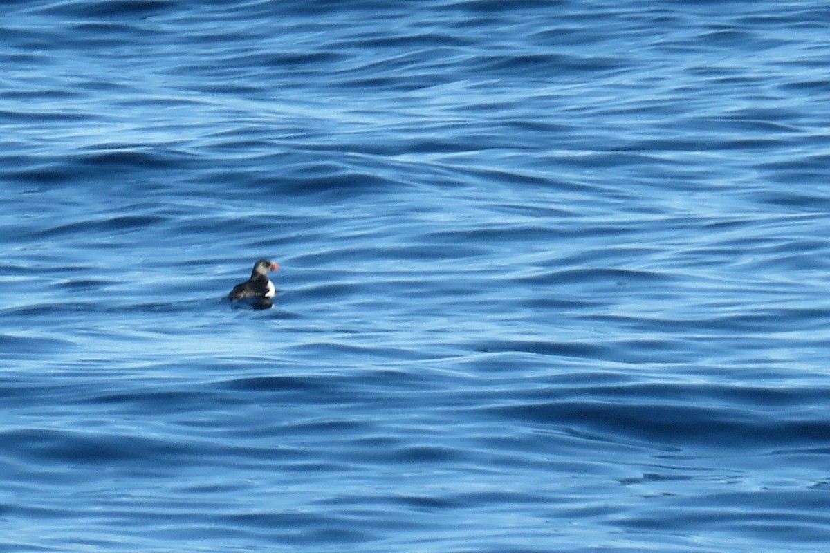 Lanperna-musu atlantikoa - ML647785024