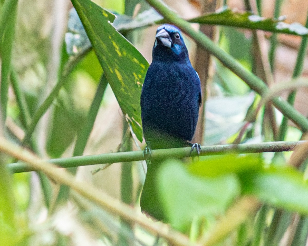 Amazonian Grosbeak - ML647785025