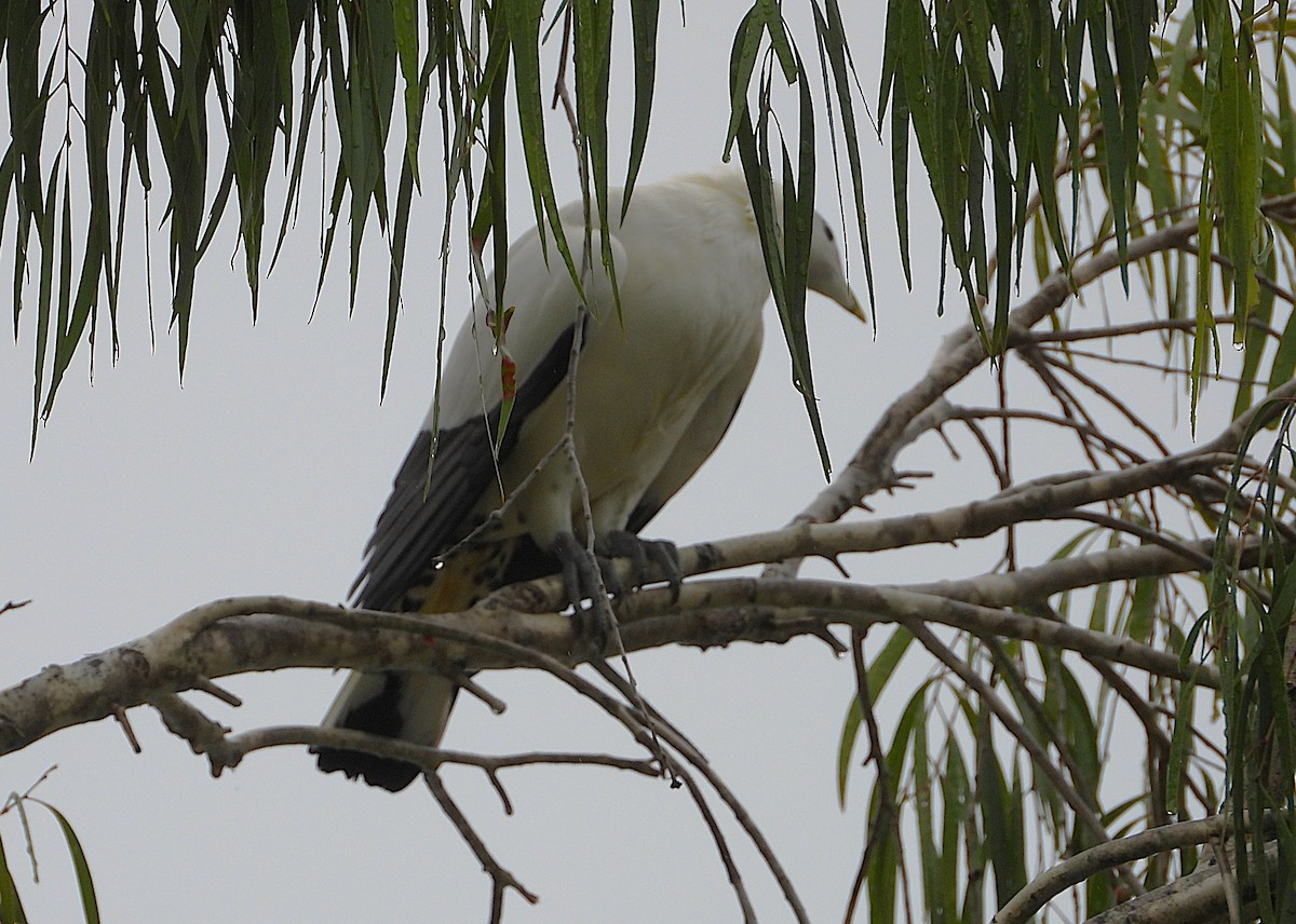 Torresian Imperial-Pigeon - ML647785027