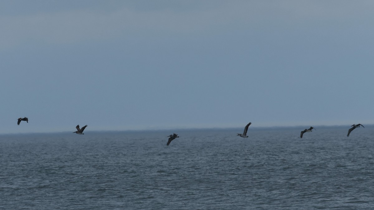 Brown Pelican - ML647785028