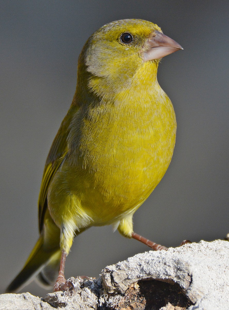European Greenfinch - ML647785030