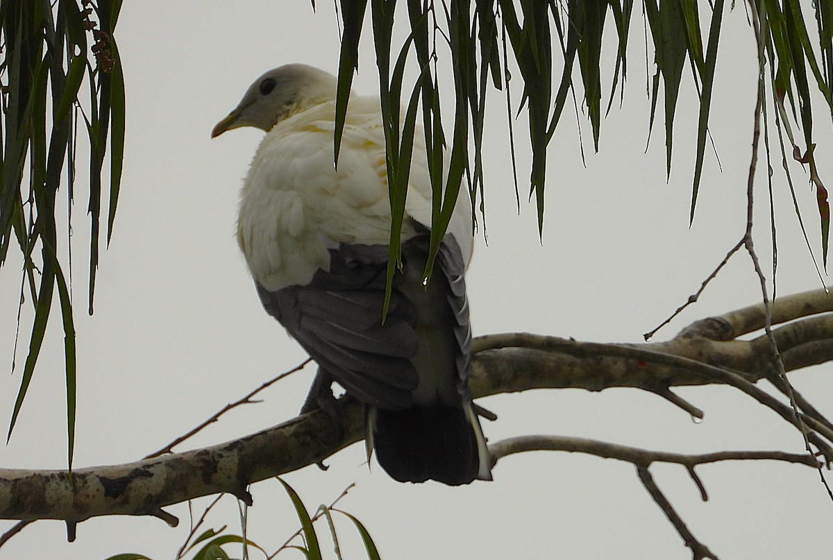 Torresian Imperial-Pigeon - ML647785031