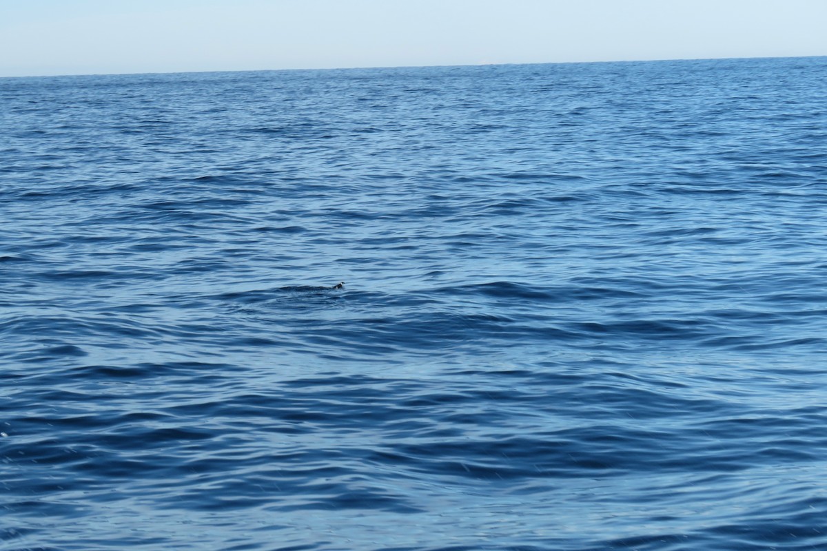 Küçük Alk - ML647785032