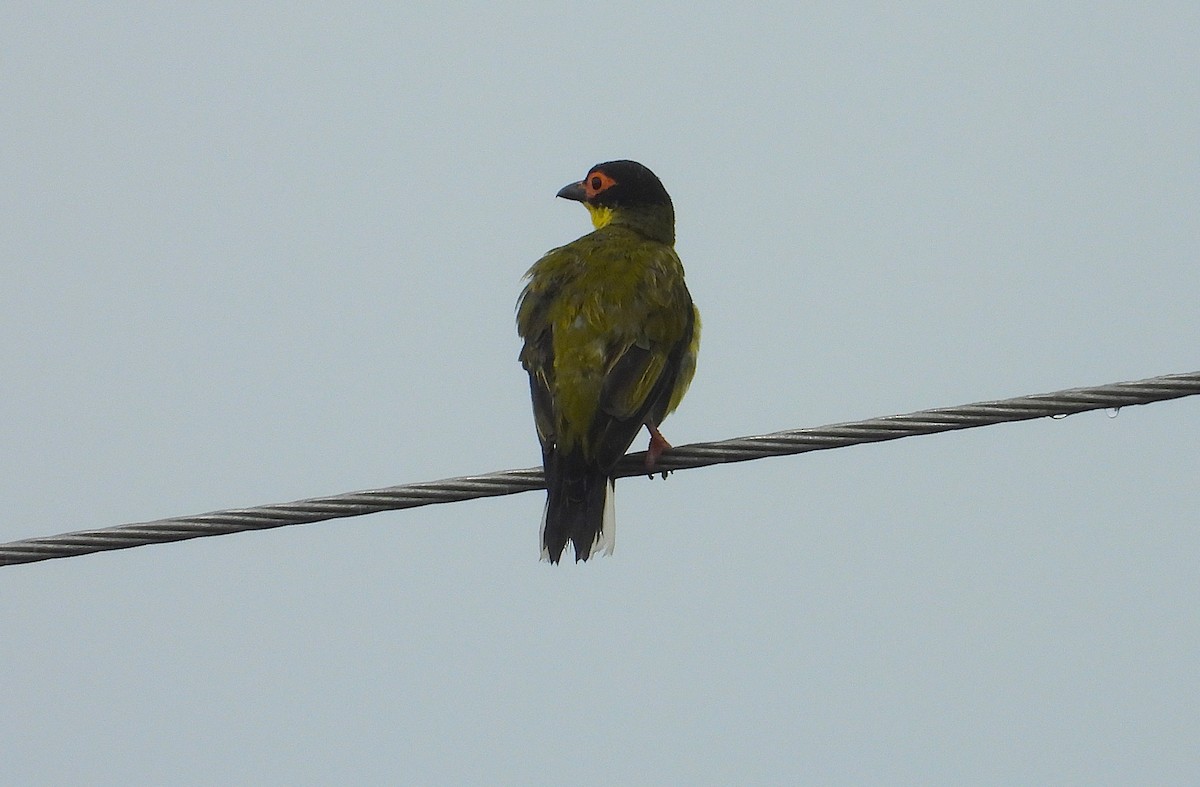 Australasian Figbird - ML647785033