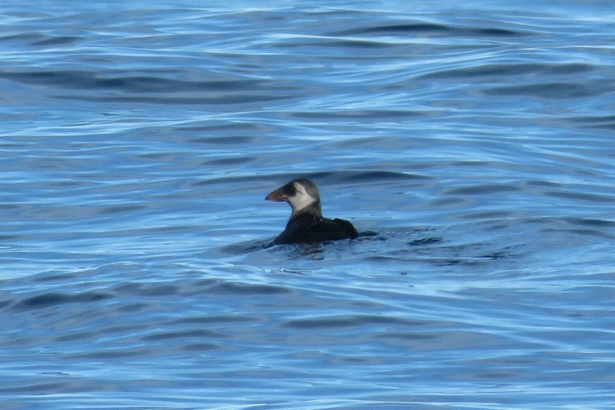 Lanperna-musu atlantikoa - ML647785067